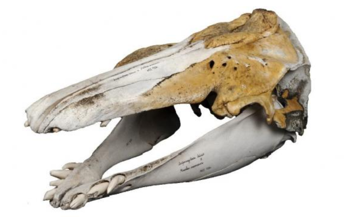 The narluga skull was retrieved by Inuit subsistence hunter Jens Larsen in the late 1980s after he shot a trio of peculiar grey-coloured whales (Mikkel Hoegh Post)