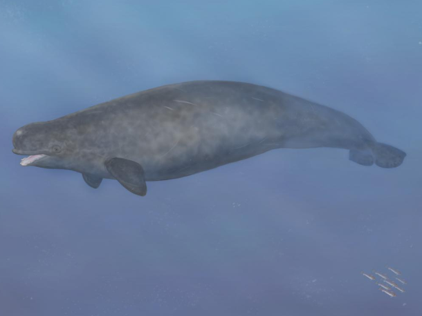 An artist’s impression of what a narluga may have looked like. The species is thought to have fed from the seafloor, like a walrus