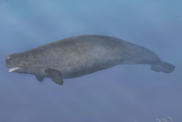 An artist's impression of what a narluga may have looked like. The species is thought to have fed from the seafloor, like a walrus