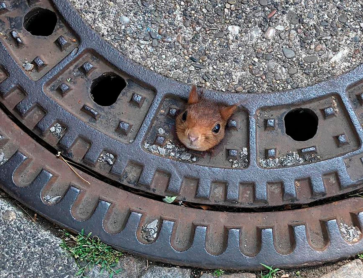 Squirrel trapped in manhole cover rescued by team of firefighters, vets and police