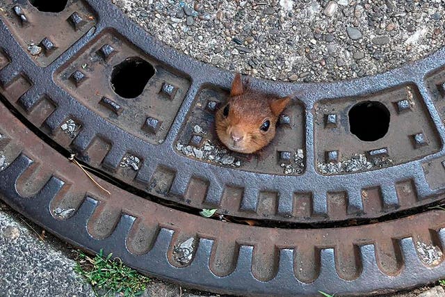 A squirrel is caught in a manhole cover in Dortmund, Germany