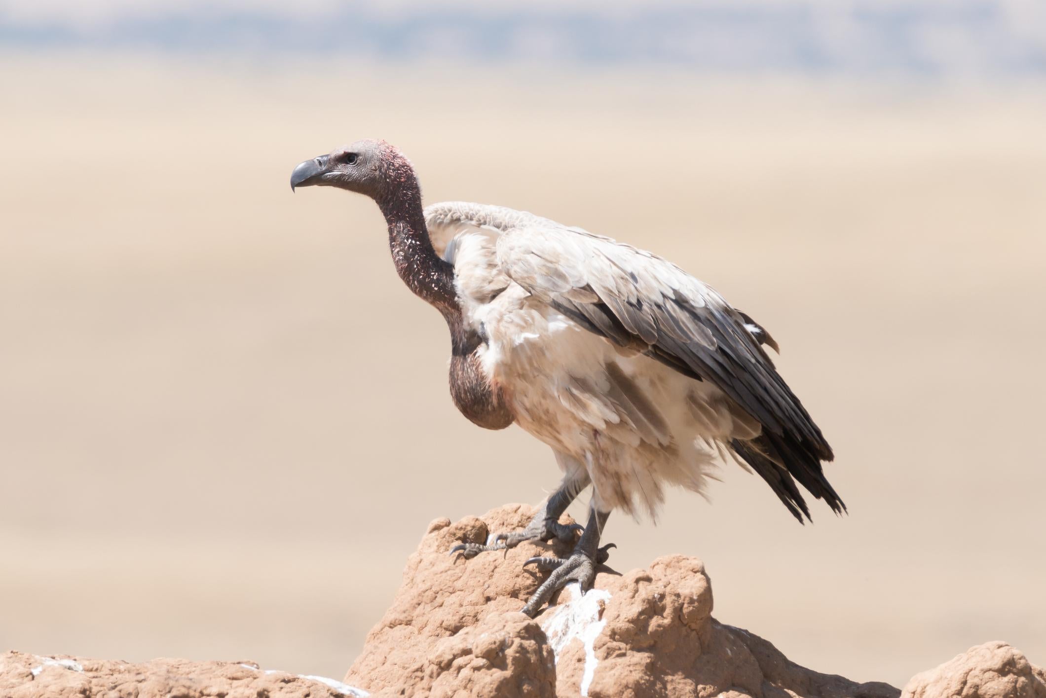 Hundreds of vultures die after eating poisoned elephants in Botswana