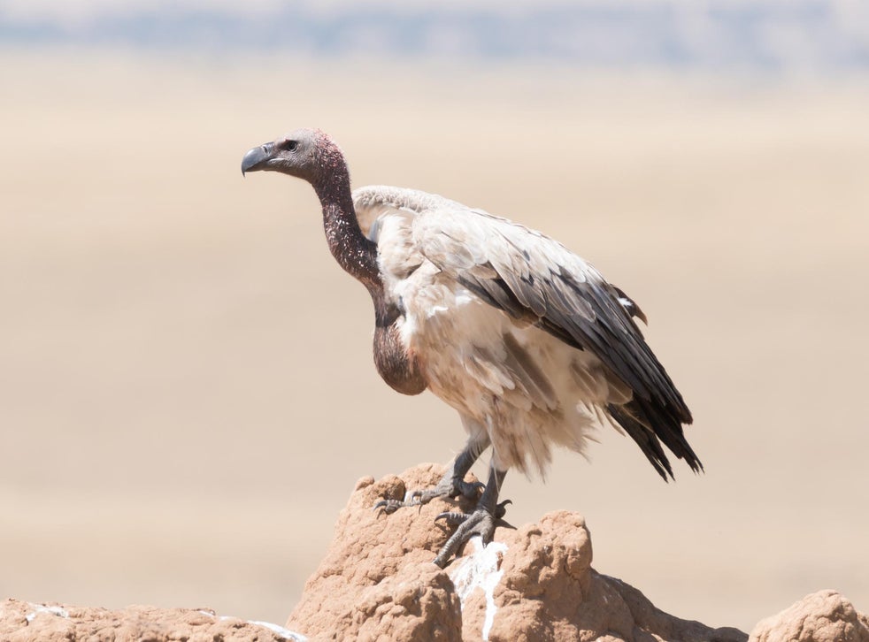 Hundreds of vultures die after eating poisoned elephants in Botswana The Independent The
