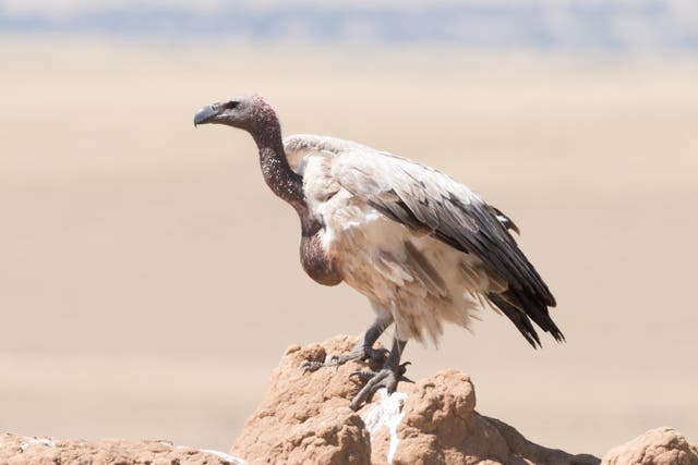 A white-backed vulture scours the savanna for carrion