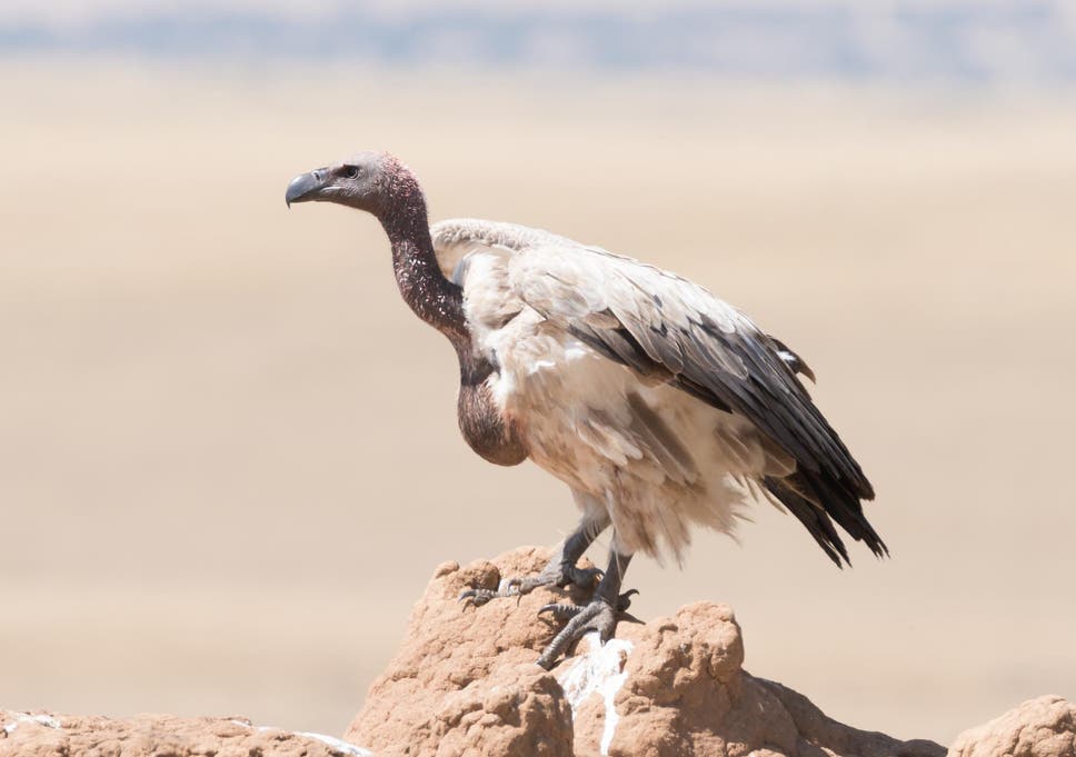 Resultado de imagen para botswana vultures poisoned