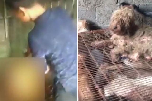 Still image from footage of a dog apparently being blow torched alive ahead of the annual Yulin Dog Meat Festival in China (left) and dogs rescued from a slaughterhouse by Chinese animal activists (right).