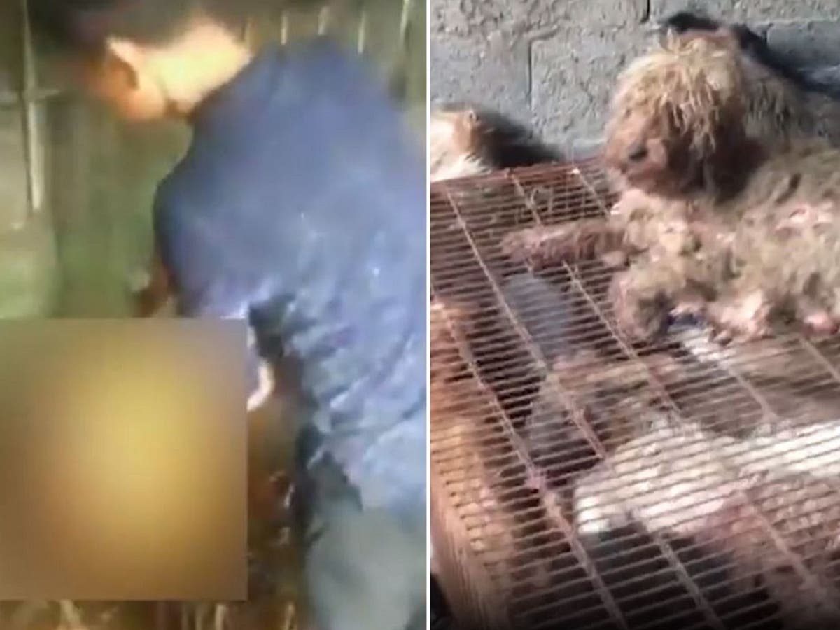 Yulin Dog Meat Festival: Dogs blow-torched alive in footage from China |  The Independent | The Independent