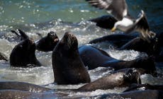 Rare sea lion attack on teenager was because of algae poisoning, scientists suggest