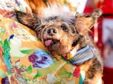 World’s Ugliest Dog 2019 title awarded to Scamp the Tramp
