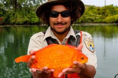 Goldfish flushed down toilet grows to size of small dog in river