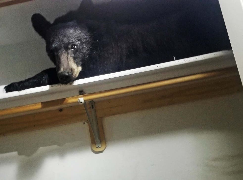 Bear Breaks Into Home Locks Itself In, Arm Reach Co Sleeper Not Locking Door