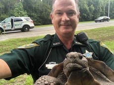 Tortoise detained for blocking road