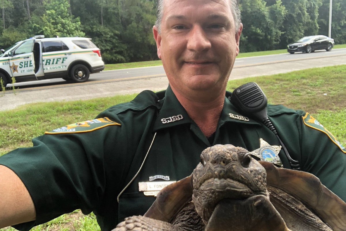 Tortoise detained by police for blocking road | The Independent | The ...