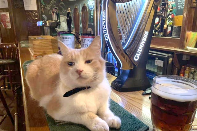 Wilbur the cat has become famous in the village of Ruddington for making regular appearances at local shops and businesses