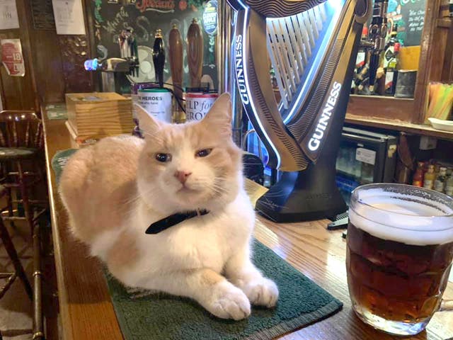 Wilbur the cat has become famous in the village of Ruddington for making regular appearances at local shops and businesses