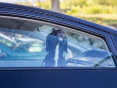 What to do if you see a dog trapped in a hot car