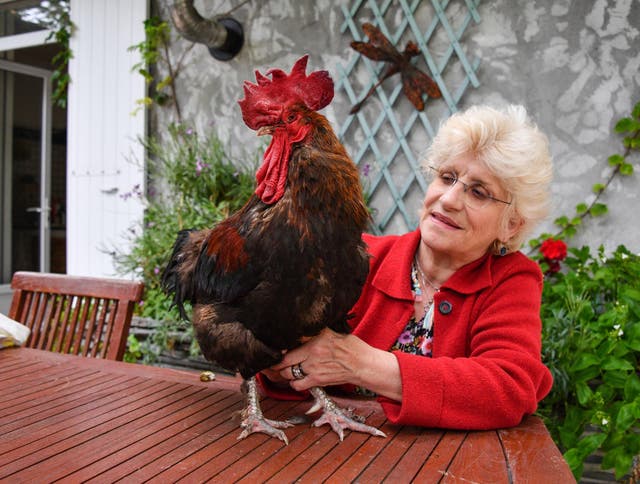 Corinne Fesseau poses with her rooster Maurice in her garden at Saint-Pierre-d'Oleron in La Rochelle, western France