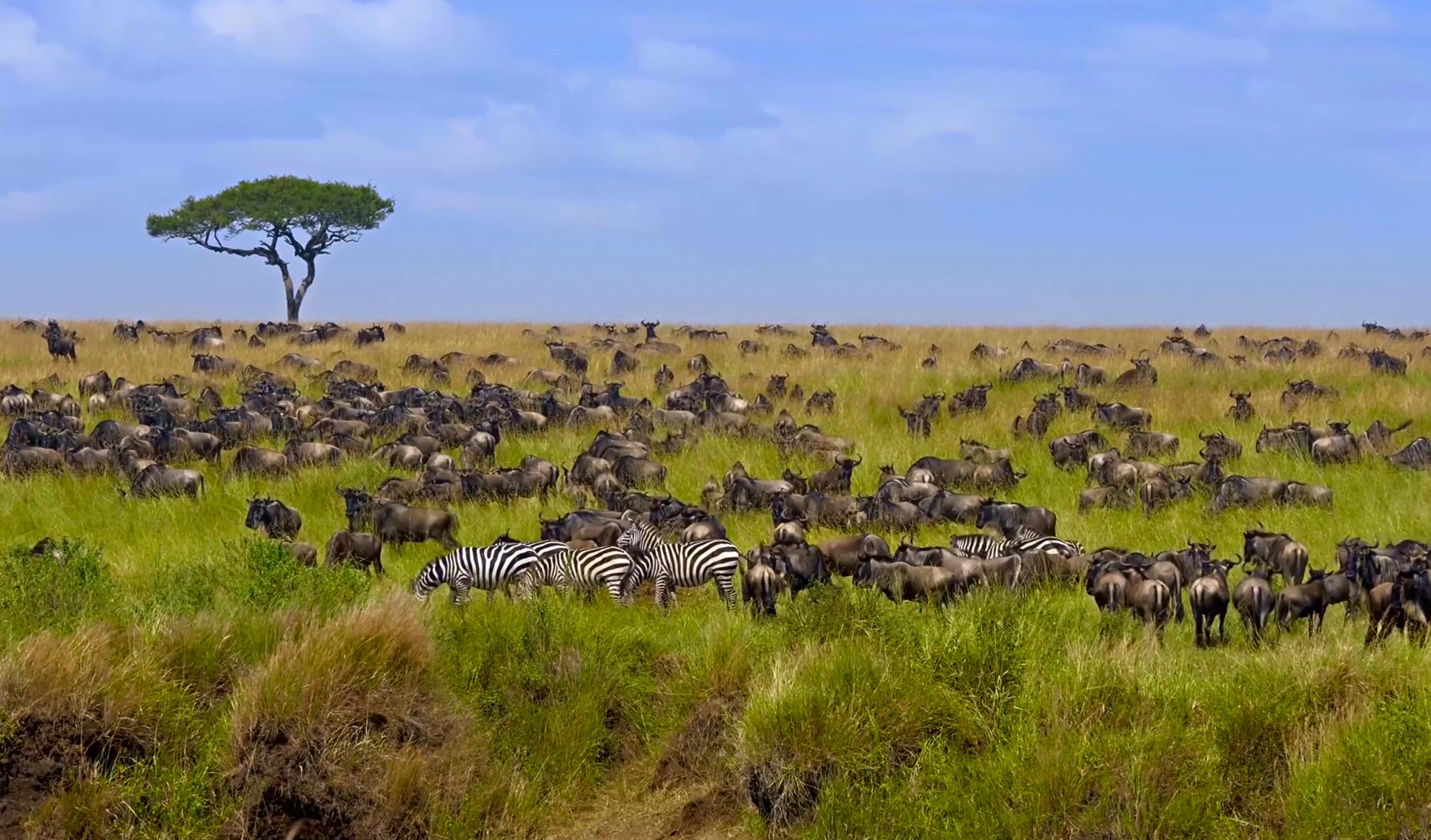 The great migration of wildebeest starts this month in Kenya