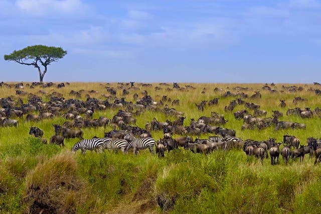 The great migration of wildebeest starts this month in Kenya