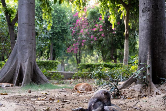 An estimated 35 million stray dogs live across India