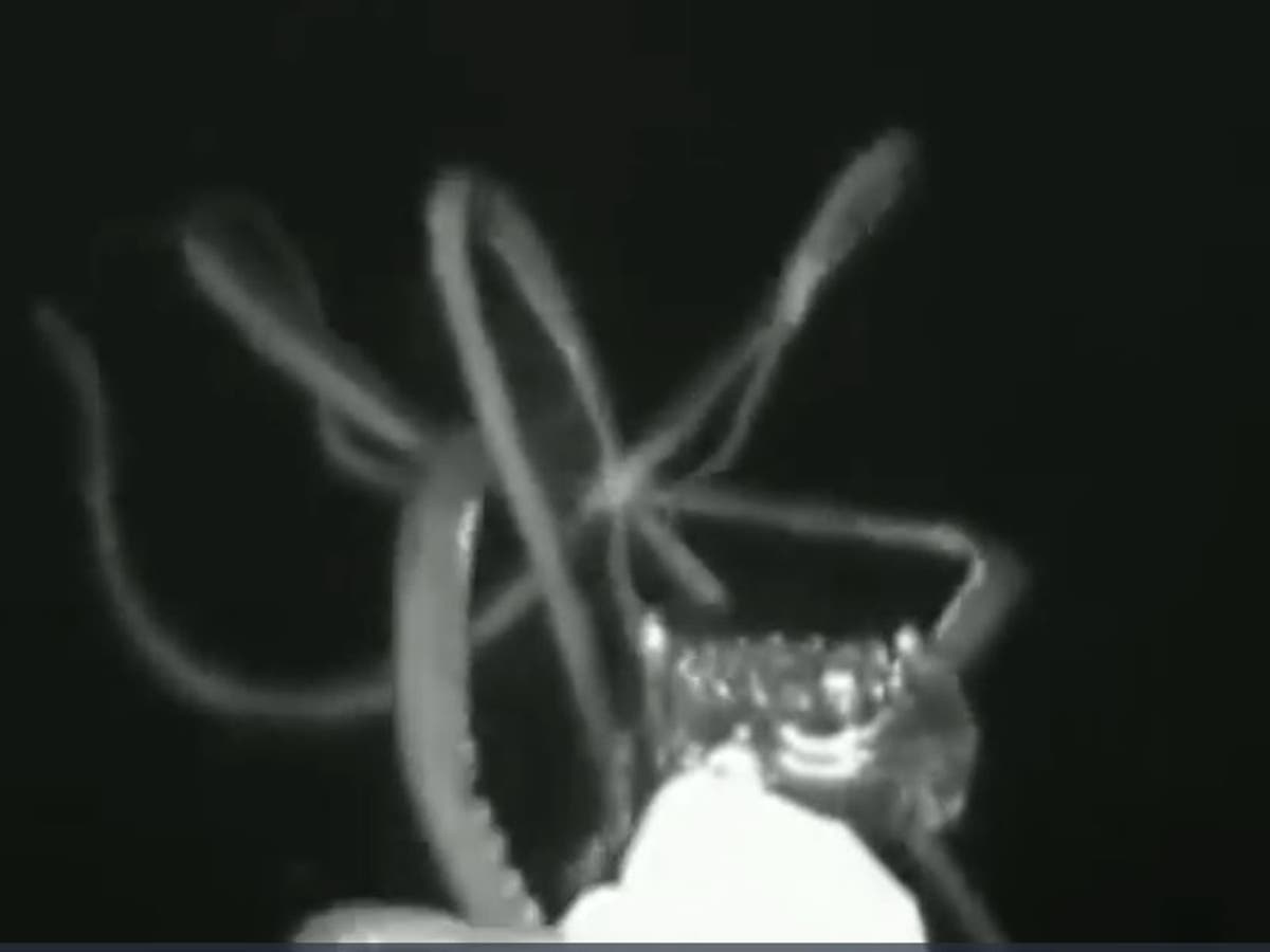 Giant squid with blue blood and three hearts captured on video for first time in US waters | The Independent | The Independent Giant squid with blue blood and three hearts captured on video for first time in US waters | The Independent | The Independent