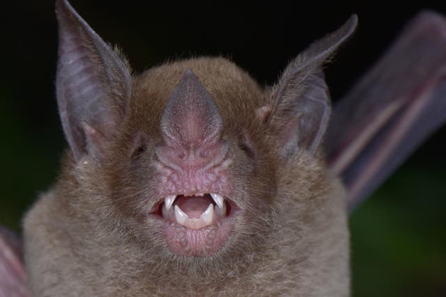 The pale-faced bat was one of many endangered species discovered by scientists exploring an ancient settlement