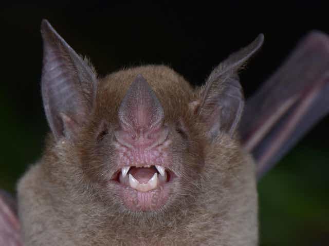 The pale-faced bat was one of many endangered species discovered by scientists exploring an ancient settlement