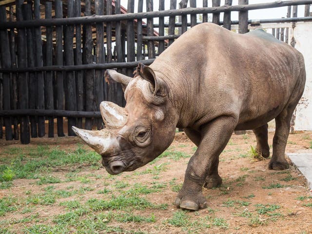 Eastern black rhinos are one of the most critically endangered species in the world and only 1,000 remain in Africa