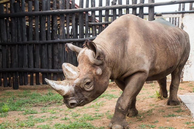 Eastern black rhinos are one of the most critically endangered species in the world and only 1,000 remain in Africa