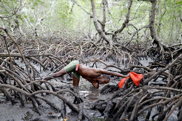 A fisherman catches crabs inside mangrove forests on the Caratingui river in Bahia, Brazil. The average daily catch is half of what it was 10 years ago. In that time, the water line has advanced three metres inland from where it used to be