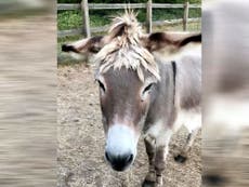 Retired donkey stabbed in London after giving rides for 25 years