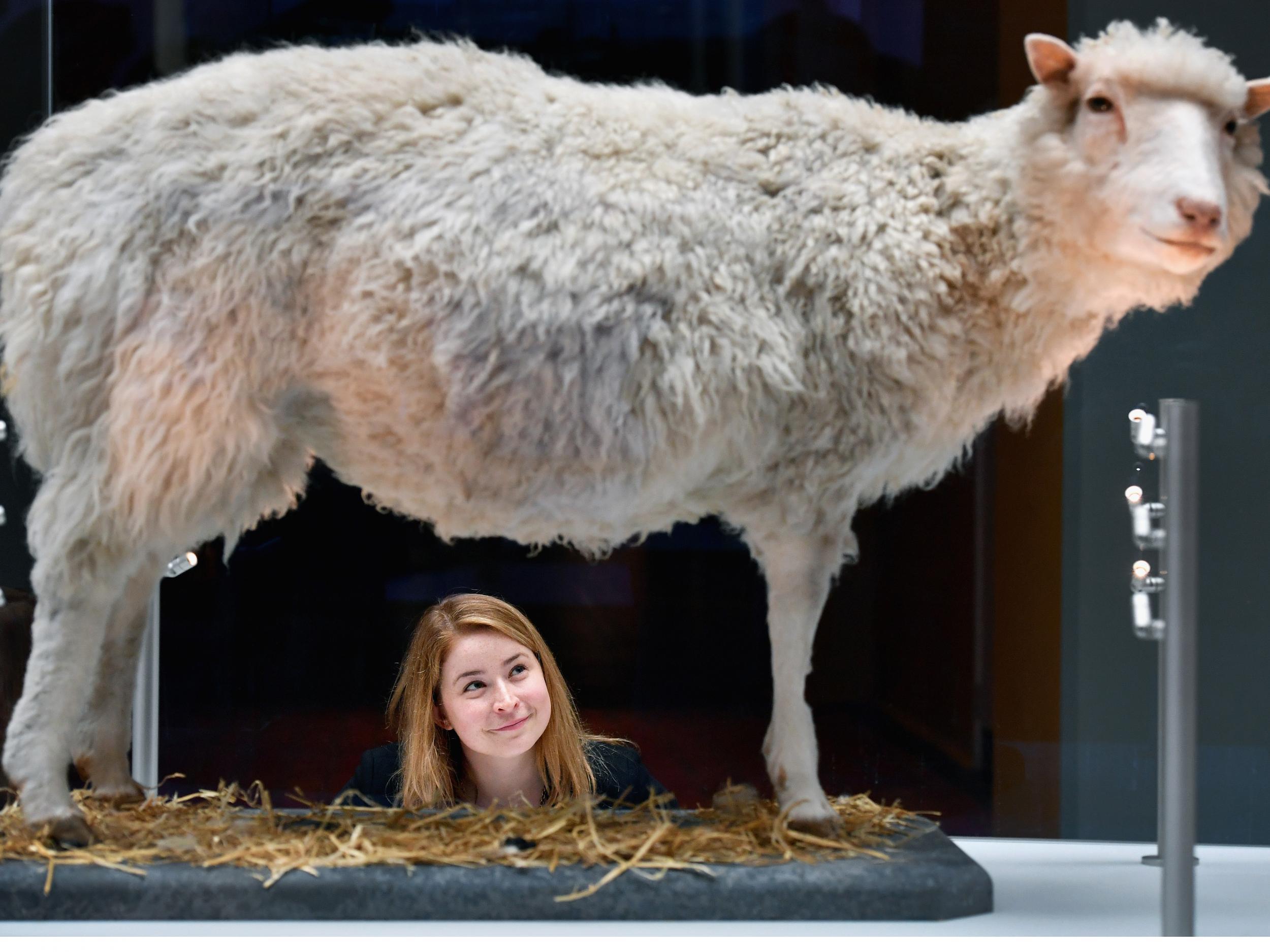 Dolly was stuffed after her death and is now on display at the National Museum of Scotland