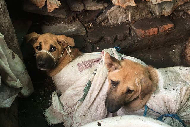 An undercover investigation by Dog Meat-Free Indonesia found about 13,700 dogs are captured or stolen every day to be slaughtered for their meat in the Indonesian city of Surakarta, or Solo.