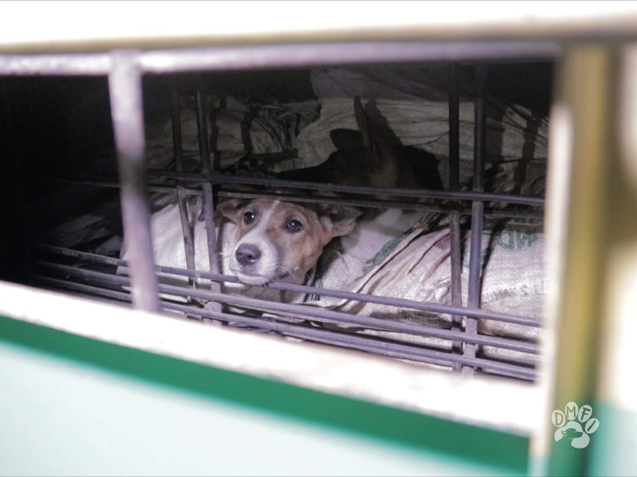 An undercover investigation by Dog Meat-Free Indonesia found about 13,700 dogs are captured or stolen every day to be slaughtered for their meat in the Indonesian city of Surakarta, or Solo.
