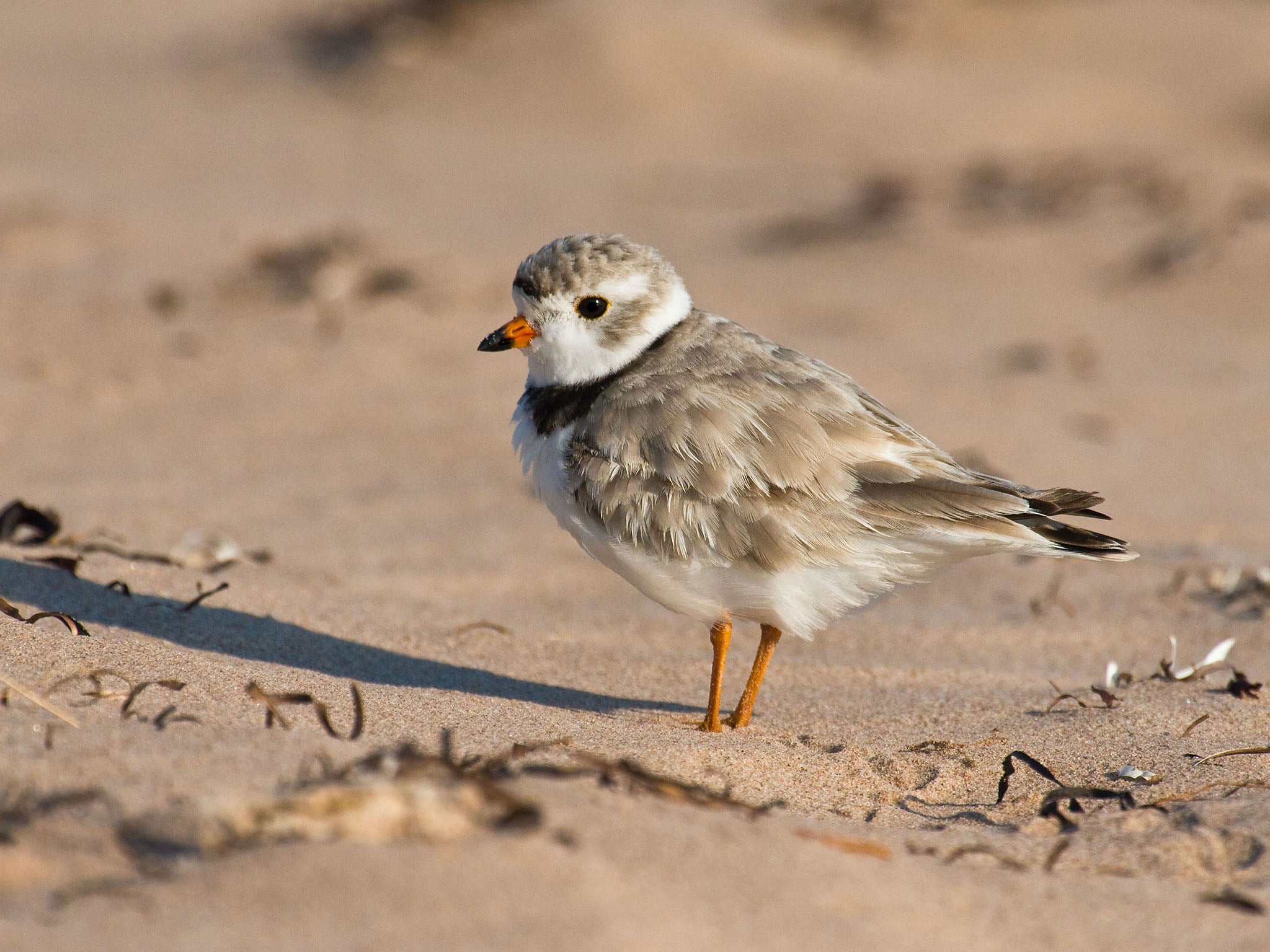 The piping plover population has increased by 93 per cent