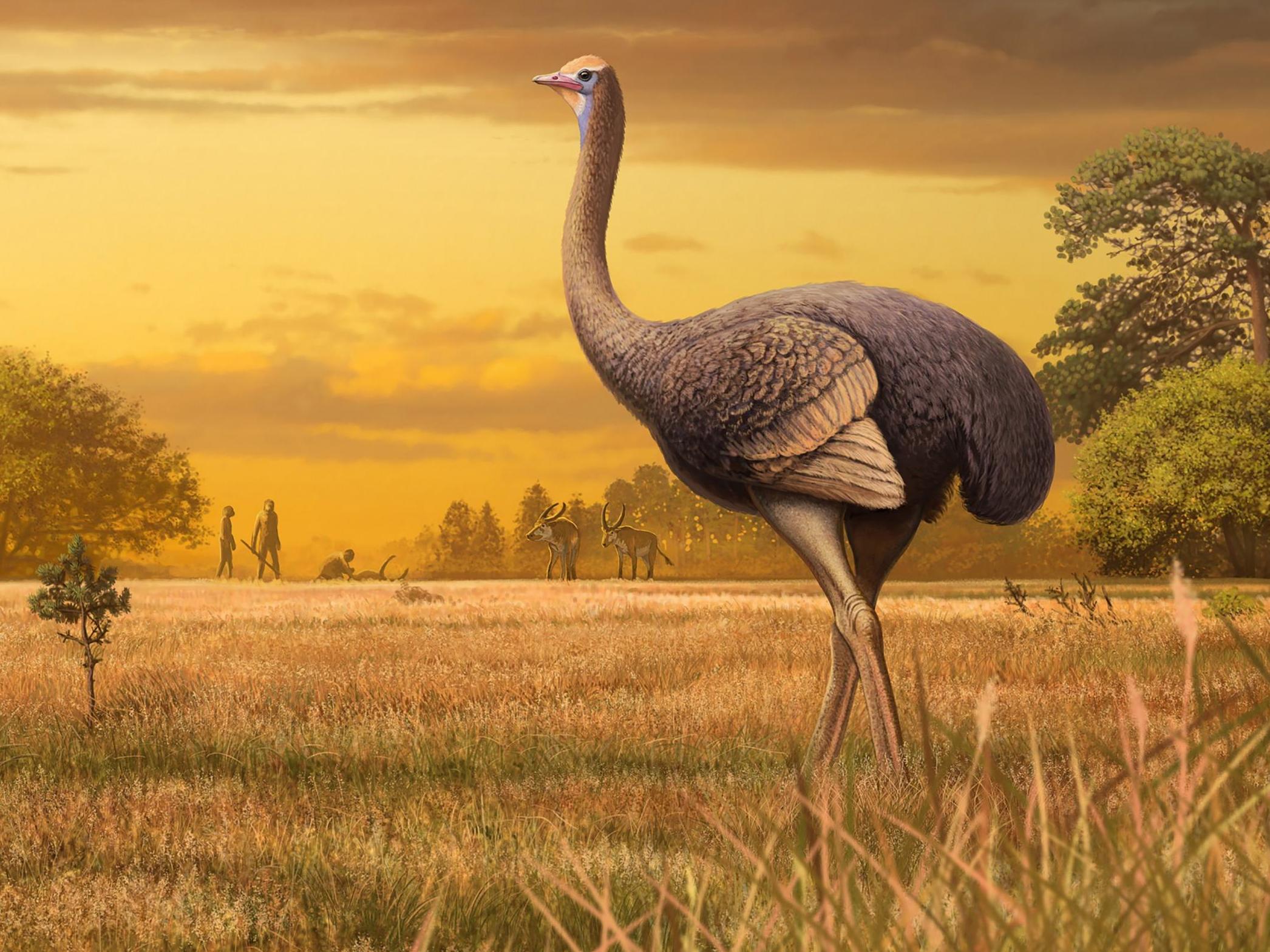 The 450kg flightless bird (artist's impression) may have been a source of meat, bones, feathers and eggshells for early humans
