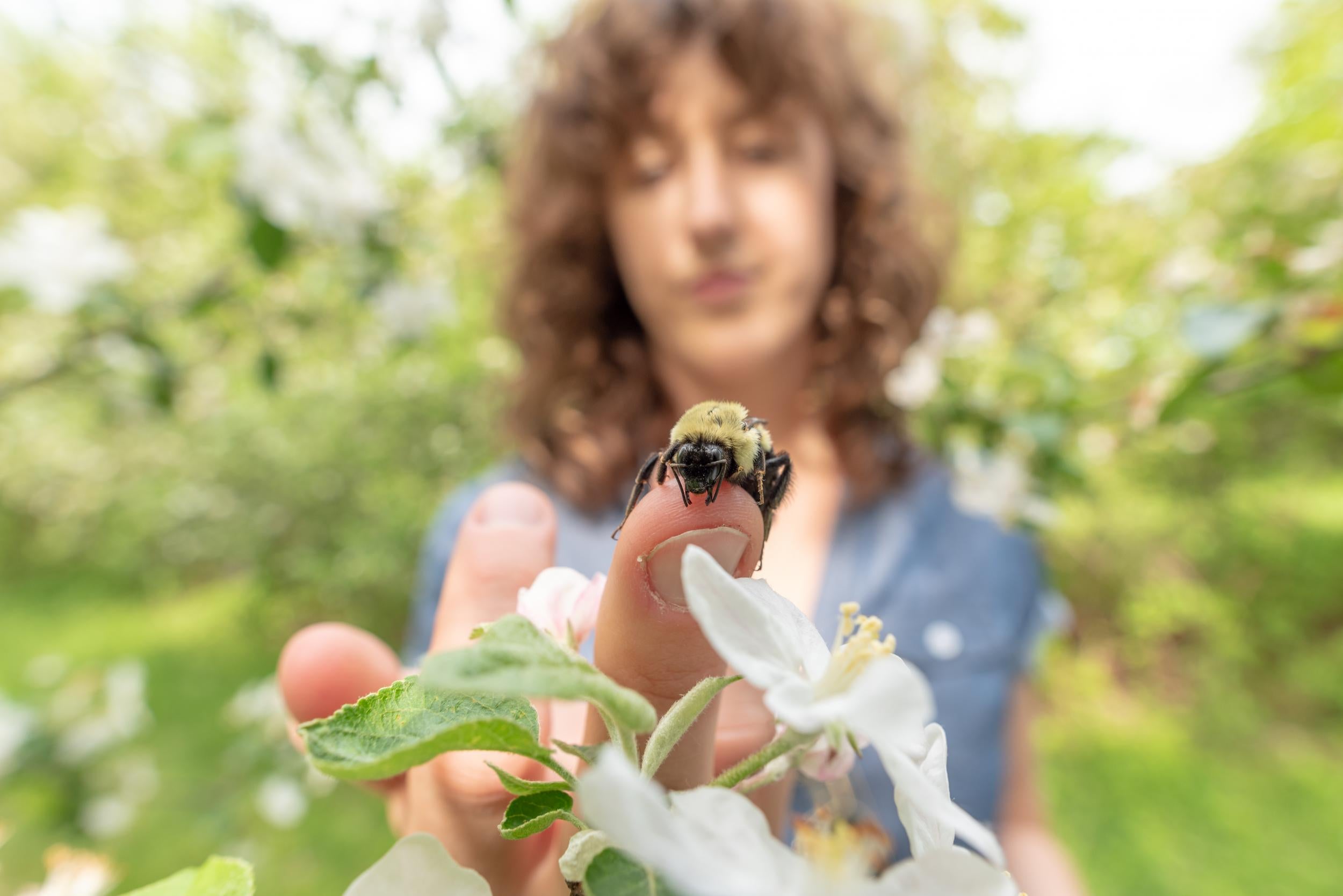 No bee viruses were found on flowers more than one kilometre from commercial sites. Pictured is lead researcher Samantha Alger