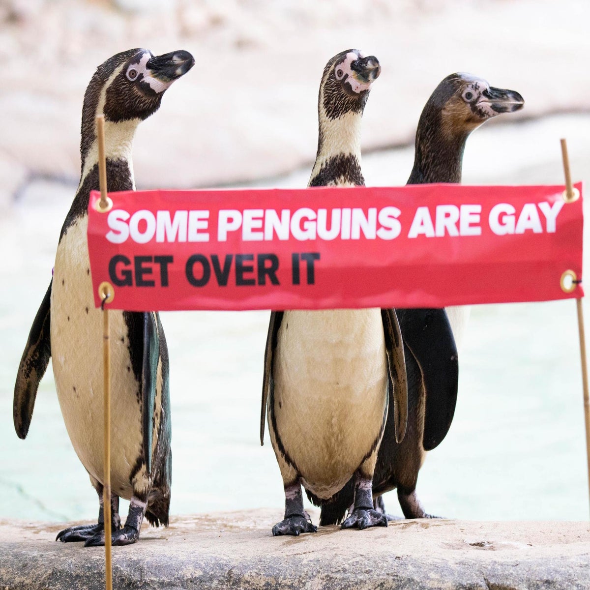 London Zoo celebrates same-sex penguin couples for Pride weekend | The  Independent | The Independent