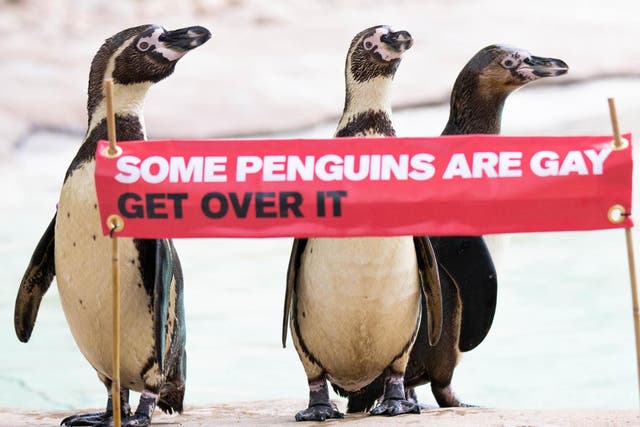 London Zoo celebrates same-sex penguin couples for Pride weekend