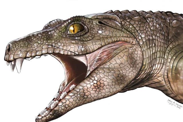 Tooth fossils revealed between three and six members of the ancient crocodile family had specialised teeth for chewing plants