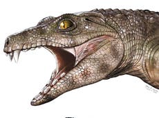 Crocodiles living 200 million years ago were vegetarians, study finds