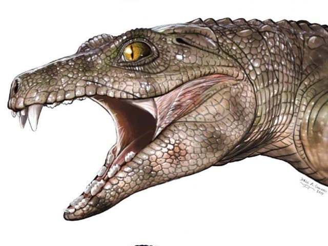 Tooth fossils revealed between three and six members of the ancient crocodile family had specialised teeth for chewing plants