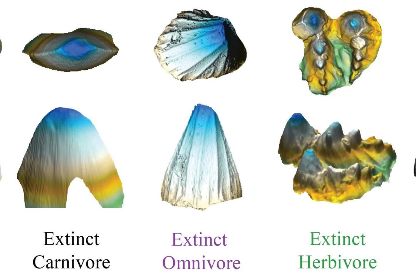 False color 3D images showing the range in shape of crocodyliform teeth. Carnivores (left) have simple teeth, whereas herbivores (right) have more complex teeth