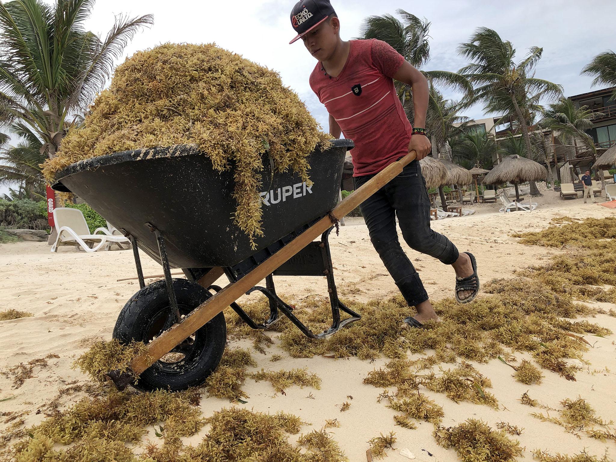 A worker uses a wheelbarrow to clean up piles of sargassum from the beach in Tulum, Mexico