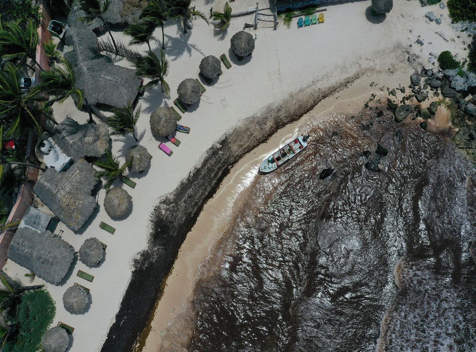 500,000 tons of sargassum have accumulated along Mexico's coastline