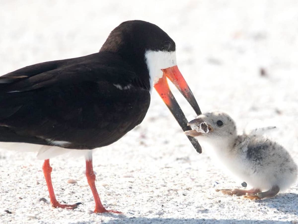 Bird spotted feeding chick cigarette butt in ‘devastating’ picture