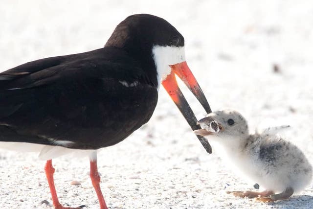The photograph of the bird trying to feed its chick on a cigarette butt was described as heartbreaking