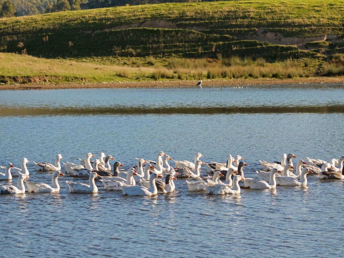 Council apologises for poisoning geese and ducks at Tasmanian park