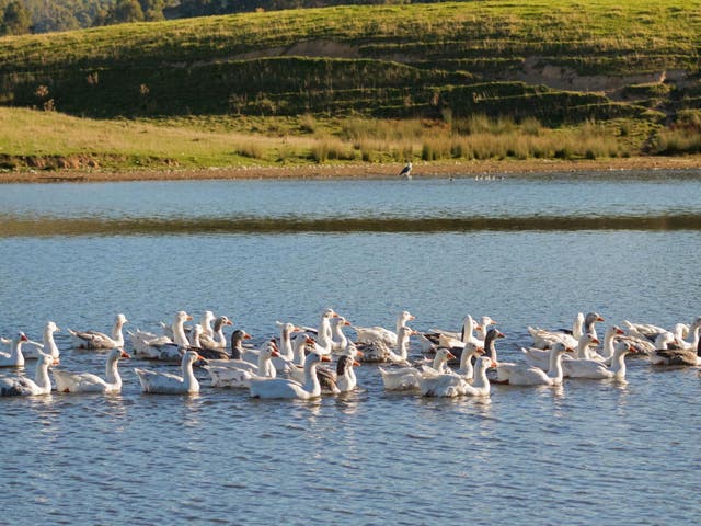 Geese swimming in a lake in Tasmania, Australia