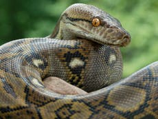 Huge snake found coiled around boiler in London home
